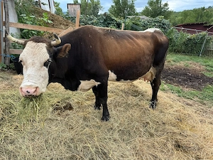 Vaca de vanzare 
