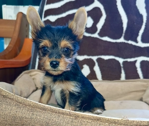 Yorkshire terrier 