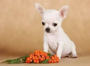 Chihuahua mini toy