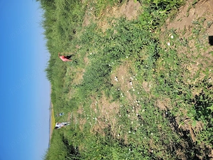 Echipă de muncitori pentru lucrări agricole   vie, pomi, recoltare