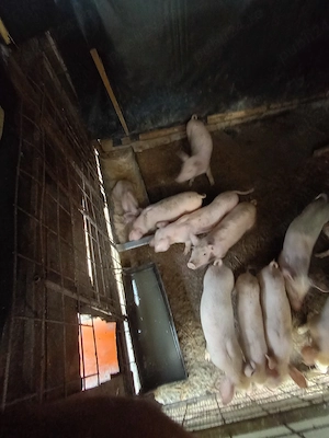 vand porci landras 9 săptămâni 