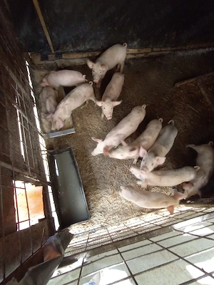 vand porci landras 9 săptămâni  - imagine 2