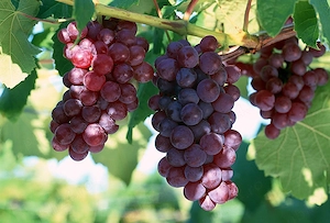 vand struguri pt vin si tuica 