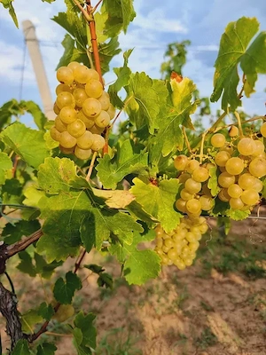 vand struguri de masa vin si tuica