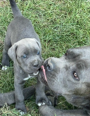 Pui Cane Carso 8 saptamani  - imagine 3