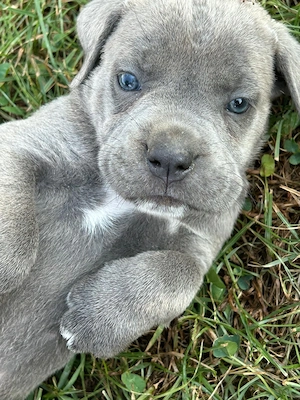 Pui Cane Carso 8 saptamani  - imagine 4