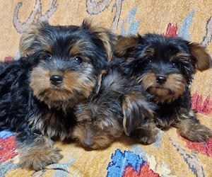 Vand catei yorkshire terrier