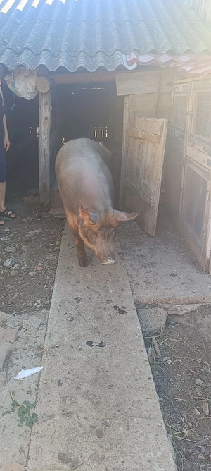 Vând porc de 200kg - imagine 4