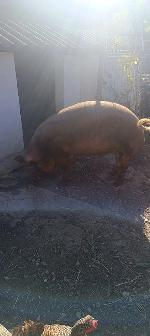 Vând porc de 200kg