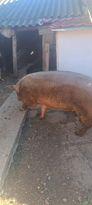Vând porc de 200kg - imagine 3