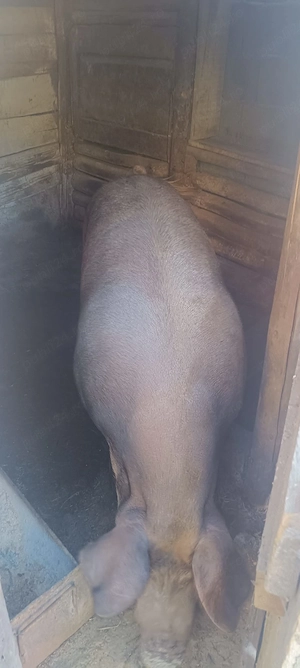 Vând porc de 200kg - imagine 5