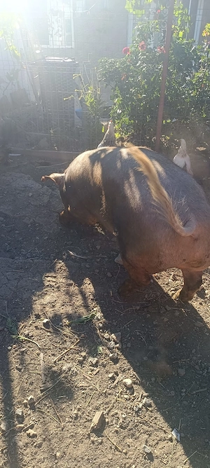 Vând porc de 200kg - imagine 2