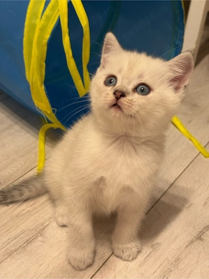 British  Shorthair 