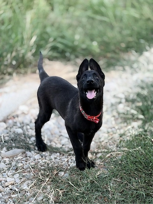 malinois de vânzare 6 puiuți disponibili  - imagine 4