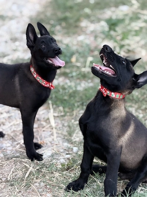 malinois de vânzare 6 puiuți disponibili  - imagine 3