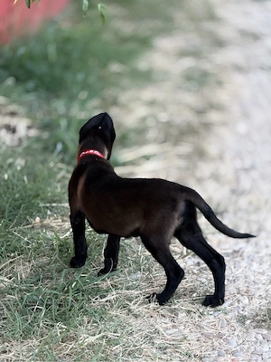 malinois de vânzare 6 puiuți disponibili  - imagine 5