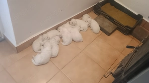 Pui Bichon Havanez talie mică  - imagine 5