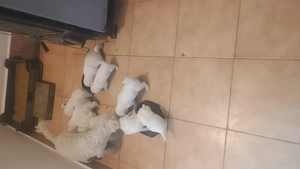 Pui Bichon Havanez talie mică  - imagine 2