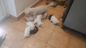 Pui Bichon Havanez talie mică  - imagine 3