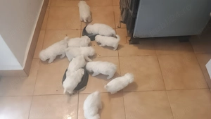 Pui Bichon Havanez talie mică  - imagine 4