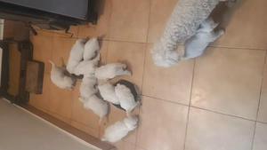 Pui Bichon Havanez talie mică 