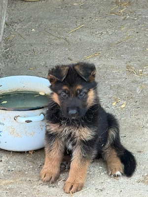 Pui Ciobanesc German