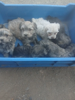 Vand bichon  havanez - imagine 5