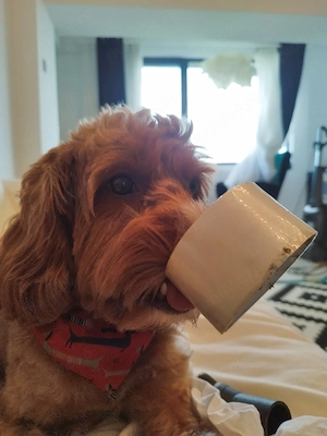 Vand caine golden doodle 