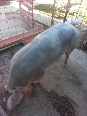 Porc de carne aprox 160-170 kg,  pret 10 ron kg.    - imagine 3