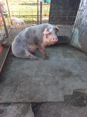 Porc de carne aprox 160-170 kg,  pret 10 ron kg.    - imagine 2