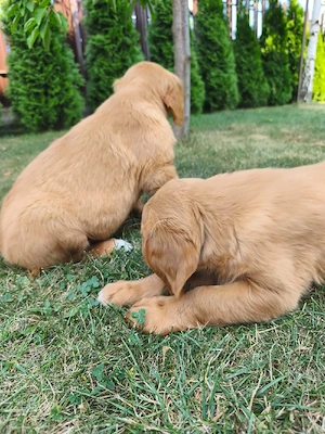 Golden retriever 8 săptămâni  - imagine 2