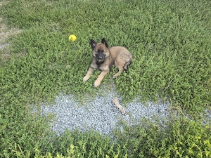 Pui Malinois Belgian  - imagine 2