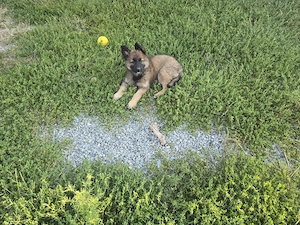 Pui Malinois Belgian 