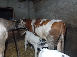 vand vaca cu vitea - imagine 2