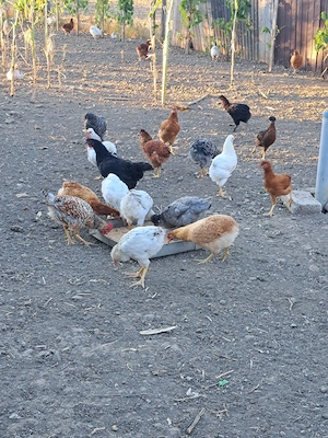 De vânzare puicuțe tinere .