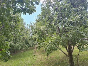 Prune de țuică ,2 lei kg
