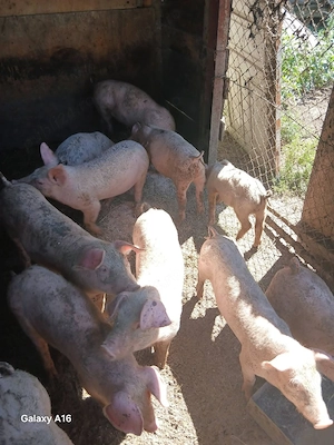porci de vanzare - imagine 2