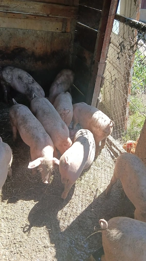 porci de vanzare