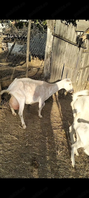 Capra sane un țap sane și o iada sane 