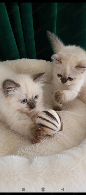 ragdoll!!!