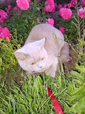 Pisicuță British Shorthair  - imagine 2
