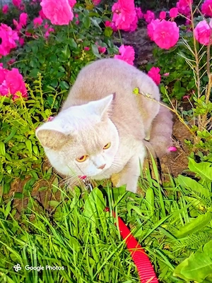 Pisicuță British Shorthair  - imagine 4