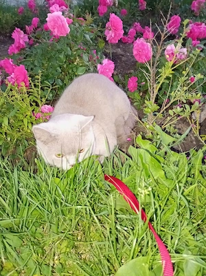 Pisicuță British Shorthair  - imagine 5