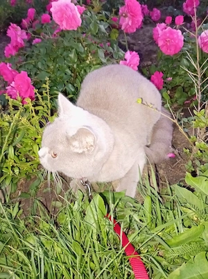 Pisicuță British Shorthair  - imagine 3