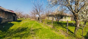 Letca Veche, Giurgiu 2.500 mp intravilan construibil + 4.500 mp extravilan + 700 mp vii letca veche - imagine 6