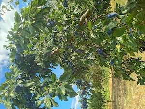 Prune stanley3 lei