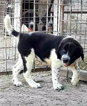 Ciobanesc romanesc de bucovina