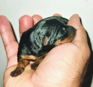 Pincher fetita pui