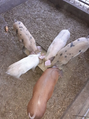 purcei de vanzare