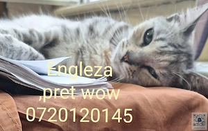 Engleza,42ron SUNA!